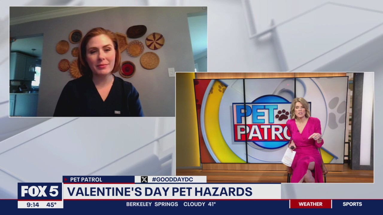 Keeping your pets safe this Valentine's Day