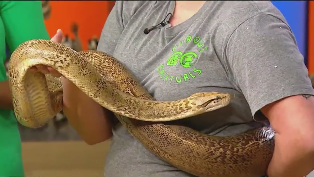 Athena the snake visits Good Day Chicago