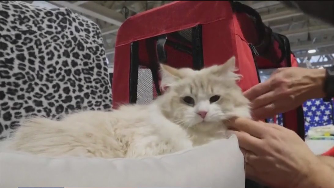Feline Fashion Show in Tampa