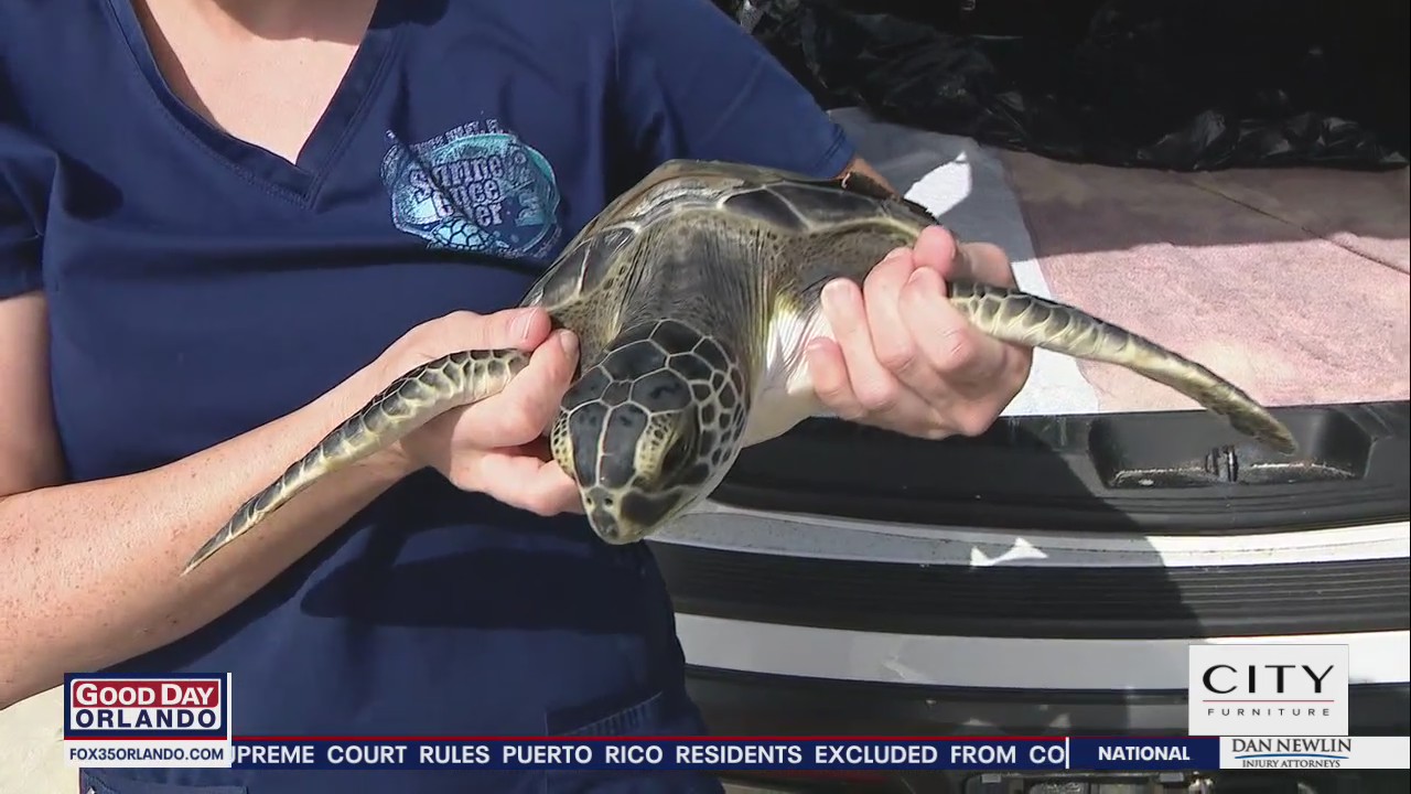 Volunteers release turtles back into ocean at Daytona Beach