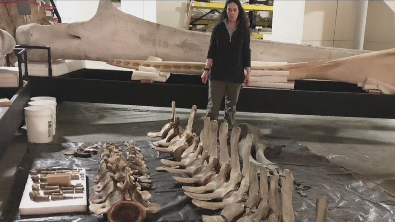 NOAA studying new species of whale