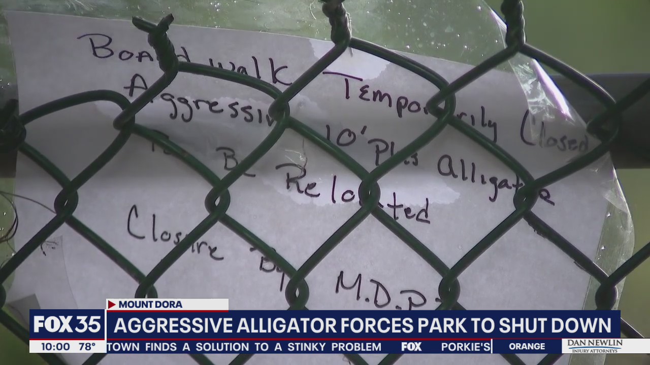 'Aggressive alligator': Florida park closed after gator invades
