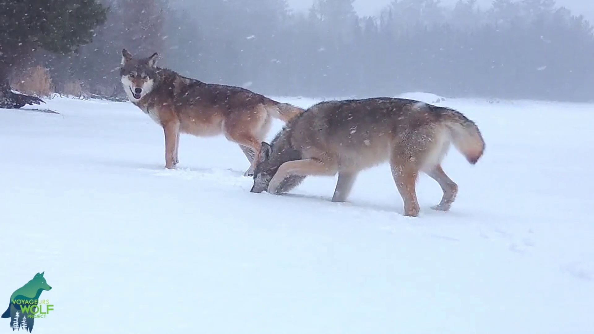 Voyageurs wolves playing in the snow