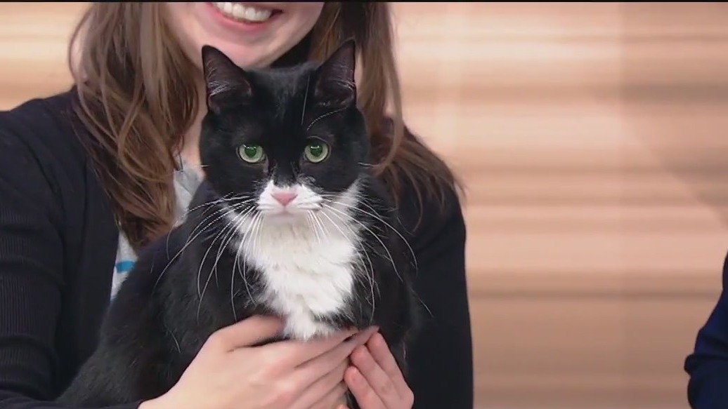 Meet Pearl: Our Pet of the Day