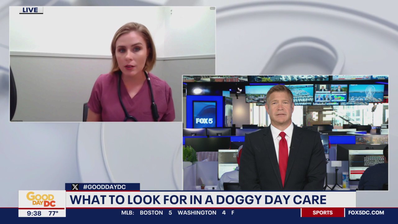 What to look for in a doggy day care