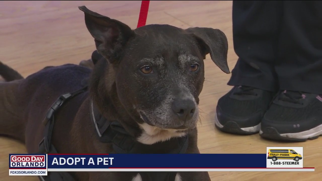 Adopt-a-Pet: Meet Lexie