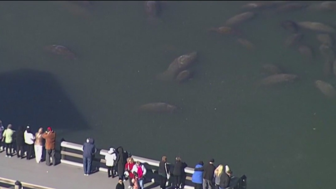 Manatee Viewing Center reopens in Apollo Beach