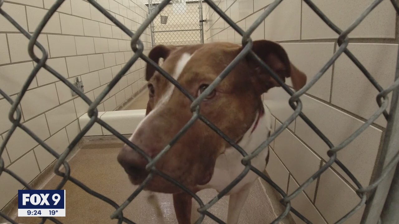 New program offers 60 days of free pet care to owners in need