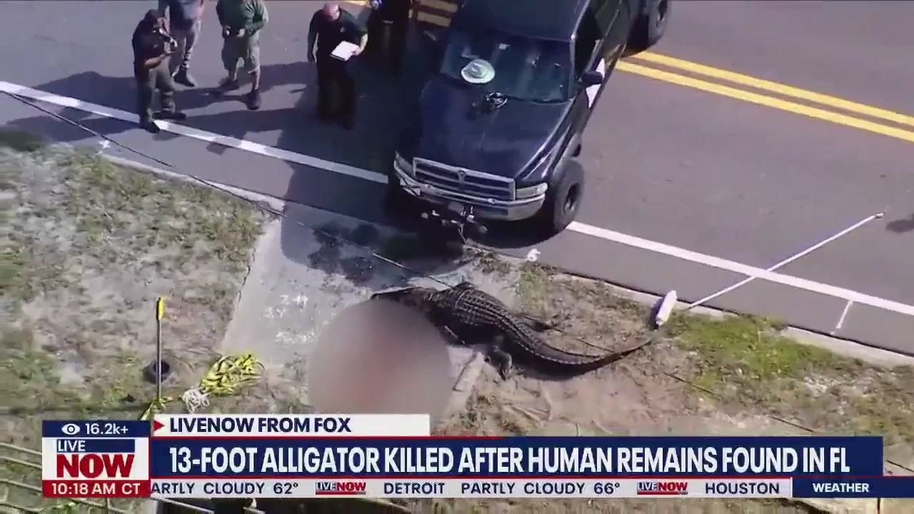 FL gator killed after found near dead body