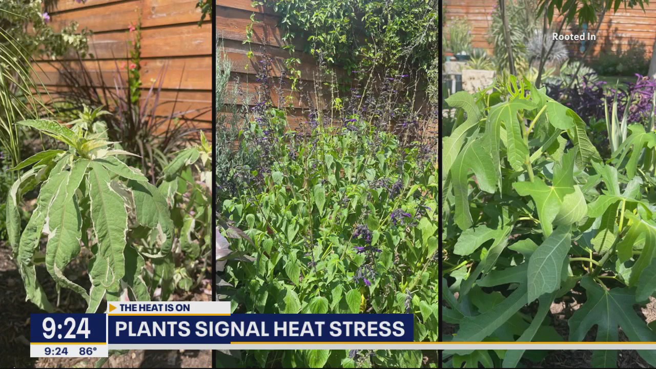 How to avoid heat stress in your plants