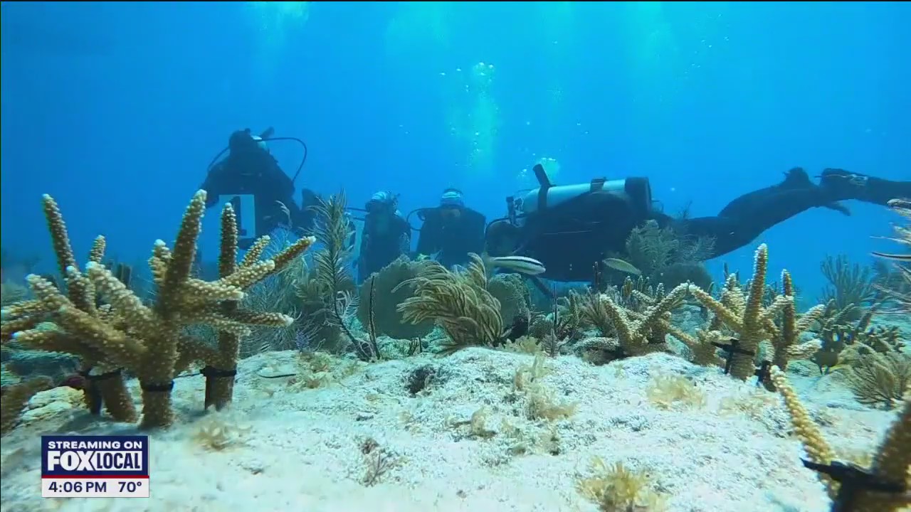 Mote expanding heat-resiliency coral research