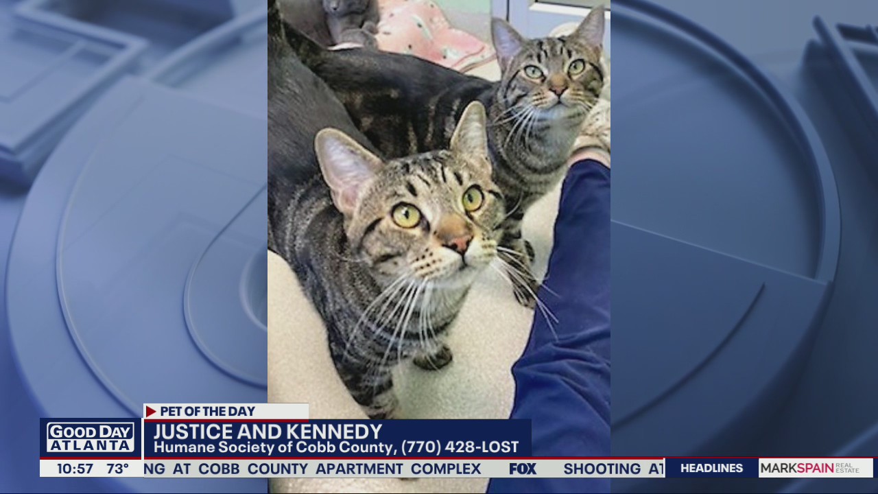 Pet of the Day from Humane Society of Cobb County