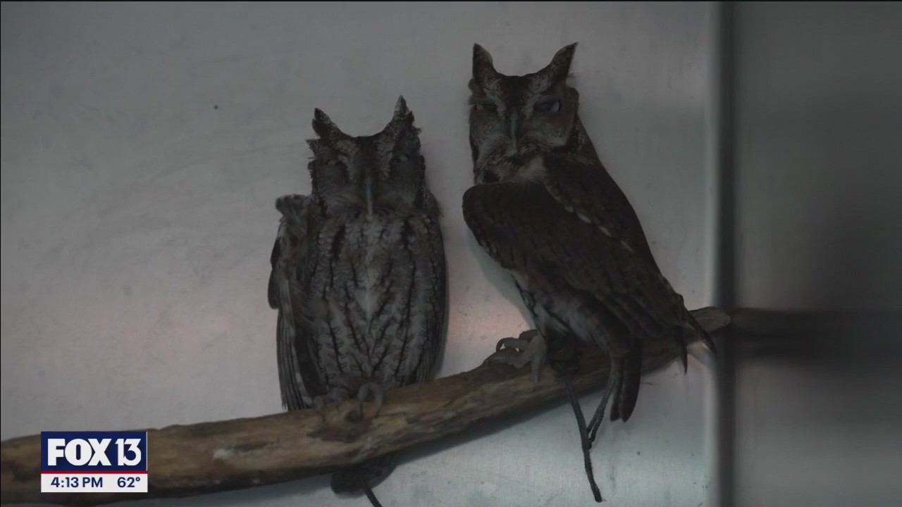 Sanctuary gives birds a new lease on life