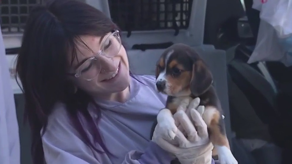 Puppies, kittens from Tennessee shelter arriving at PAWS Chicago