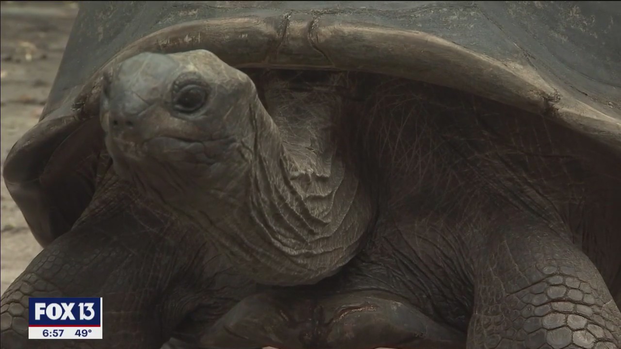 How ZooTampa keeps the animals warm during cold weather