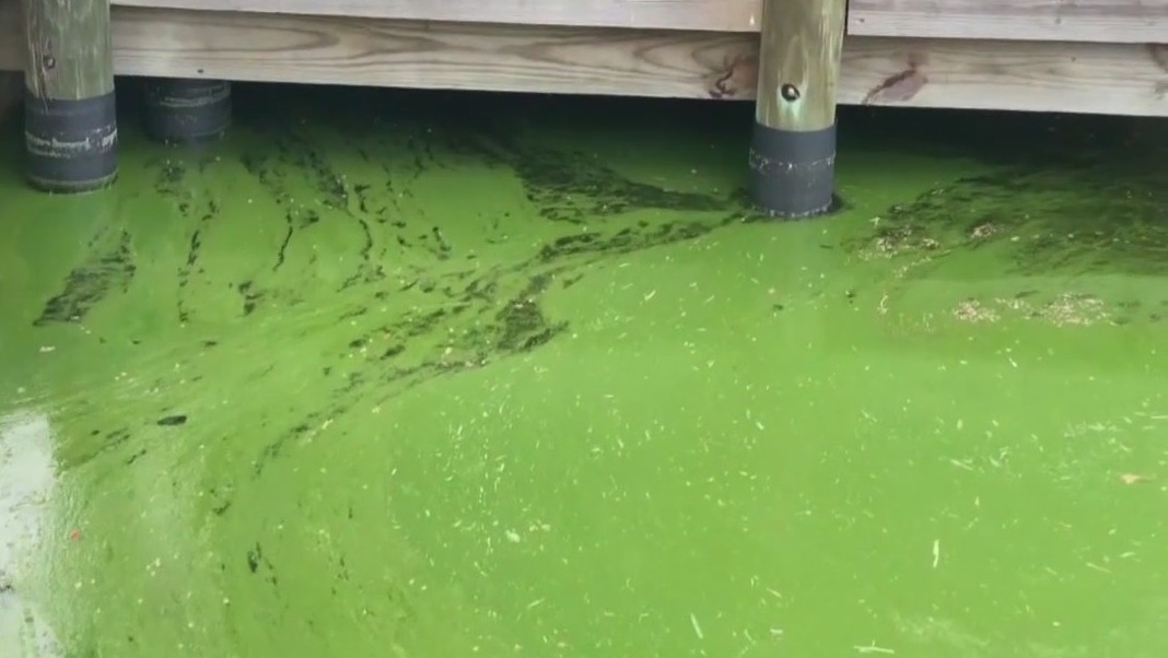 Mote awarded millions in grants to study algae