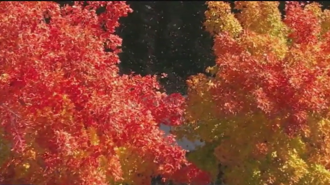 Brilliant fall colors in MN