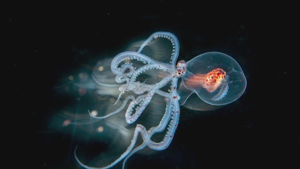 'Secrets of the Octopus': Best-selling author Sy Montgomery reveals fascinating facts on Octopuses