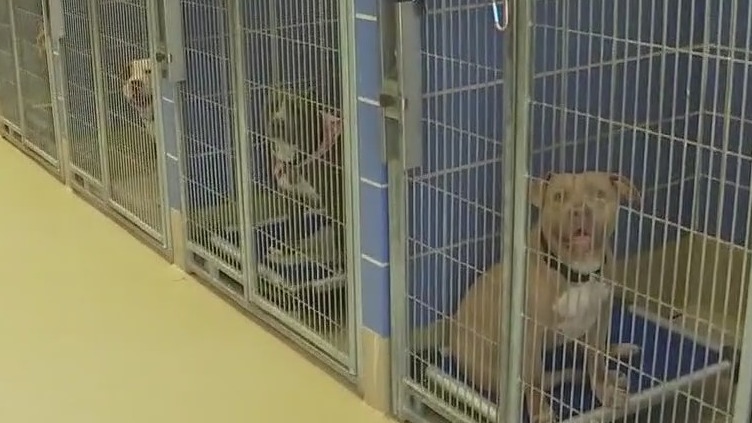 Austin Animal Center leadership being questioned as overcrowding continues at shelter
