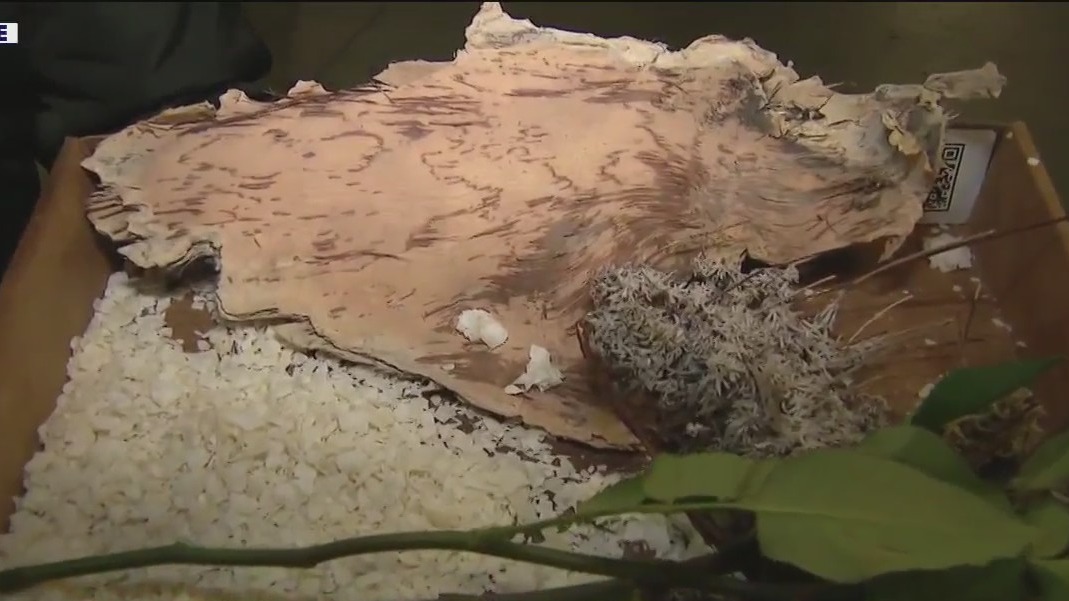 Countdown to Rose Parade, check out the floats