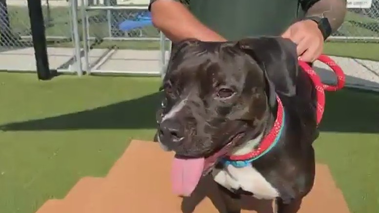 Adopt-A-Pet: This sweet girl needs a home