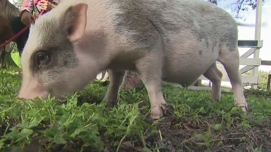 New ranch in Winter Garden offers experiences with mini horses, teacup pigs