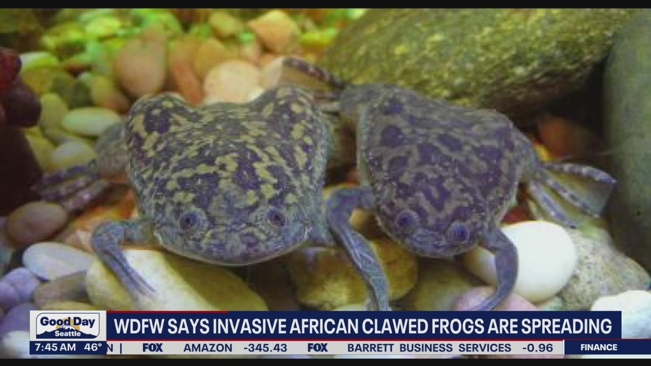 WDFW says invasive African clawed frogs are spreading in Puget Sound