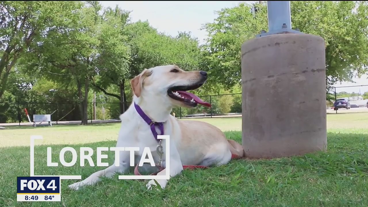 Dog of the Day: Loretta