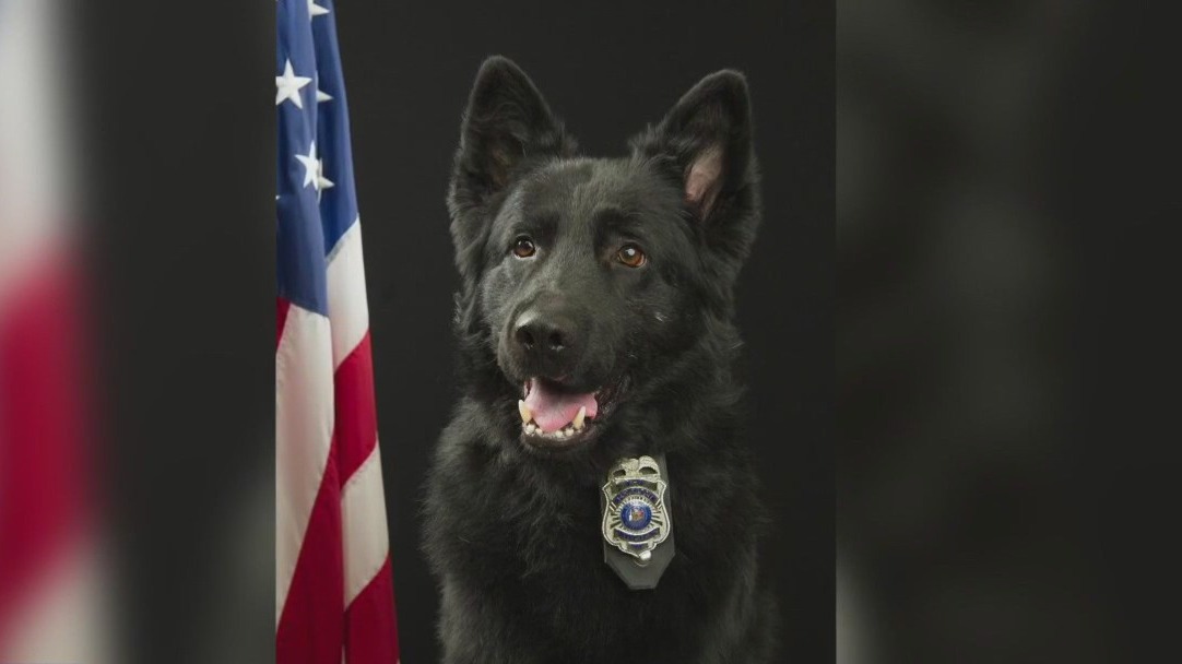 New Berlin K-9 Condor remembered: 'He was a good boy'