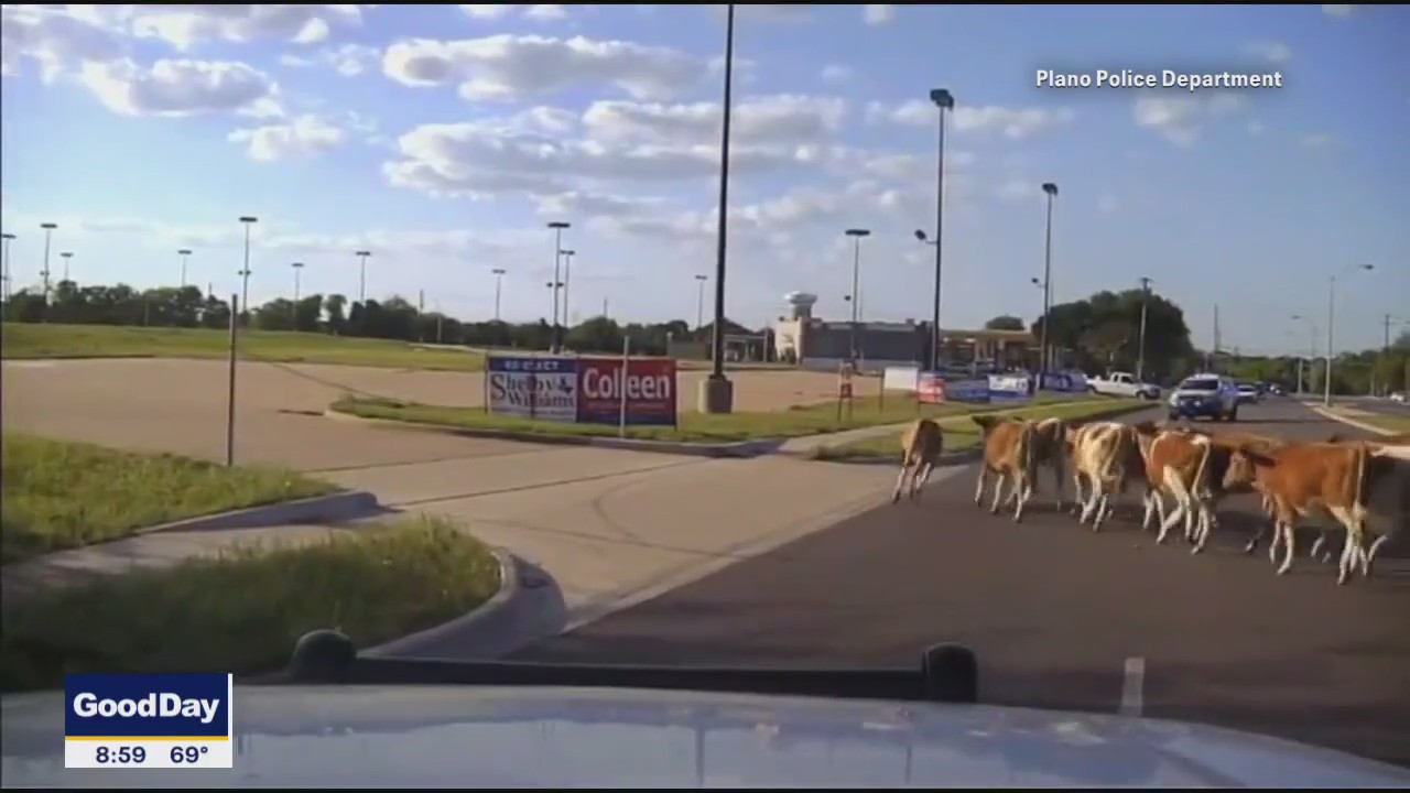 Watch: Cow herd blocks busy Plano intersection