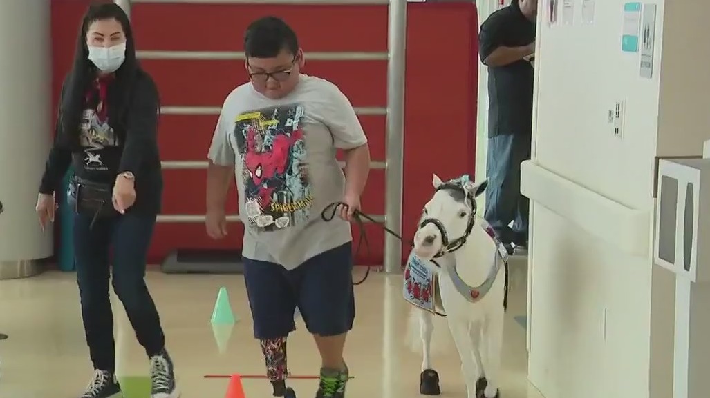 Tiny horses helping kids at Pasadena hospital