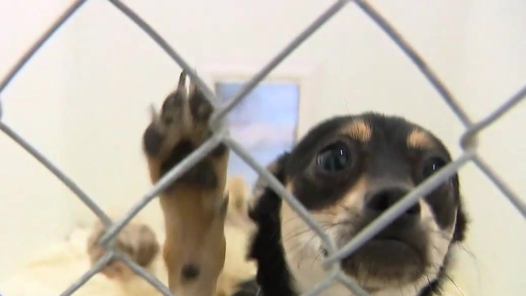 Ventura Co. shelter facing shut down