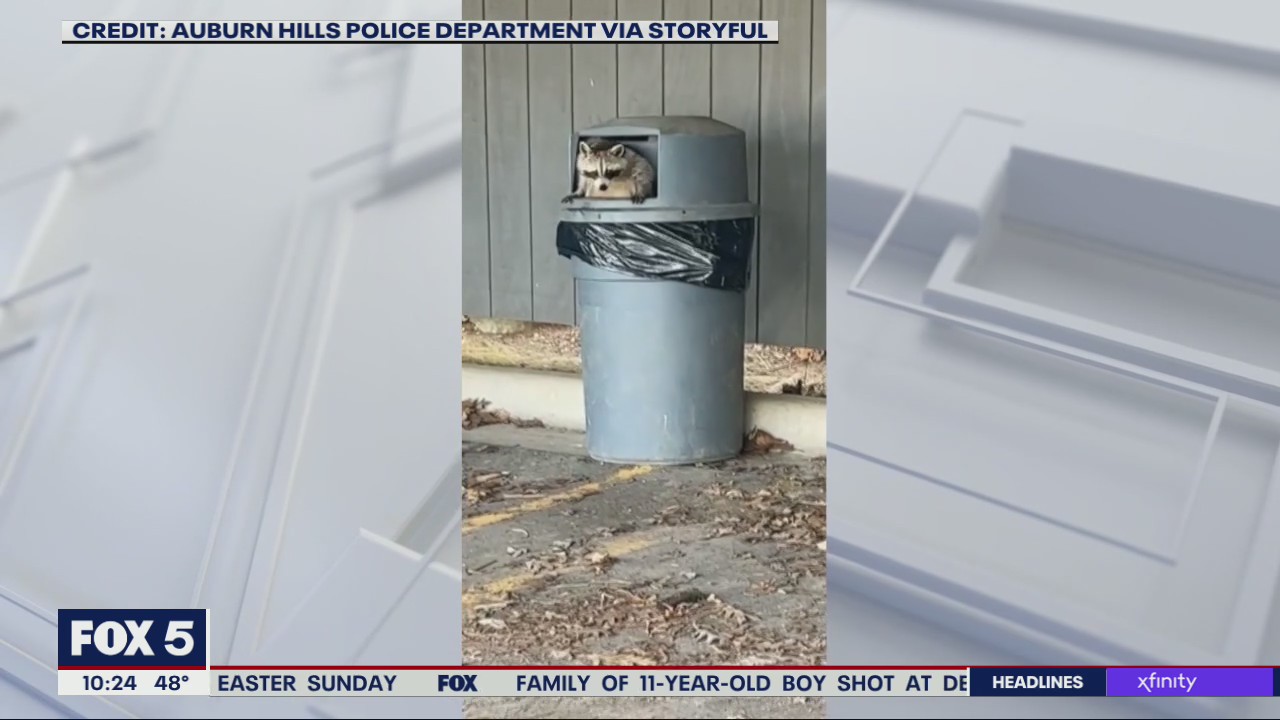 Raccoon on the run surrenders to police