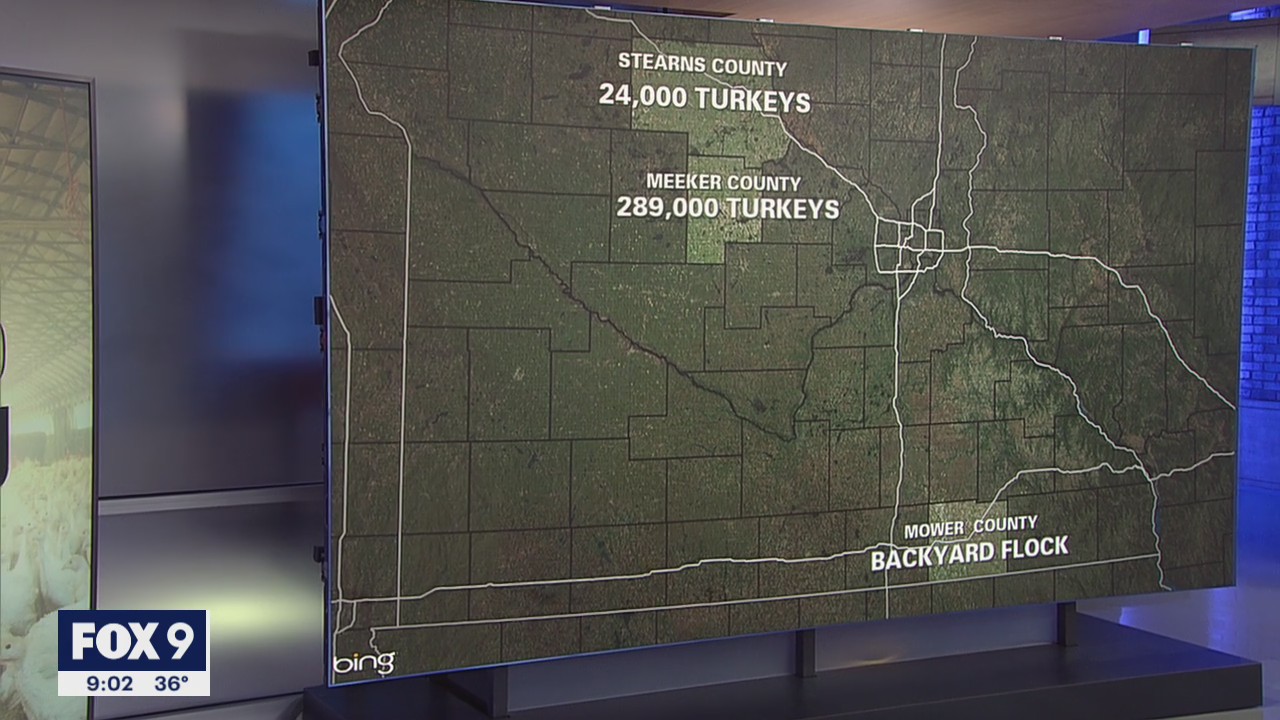 Minnesota farmers' concerns grow over new bird flu strain