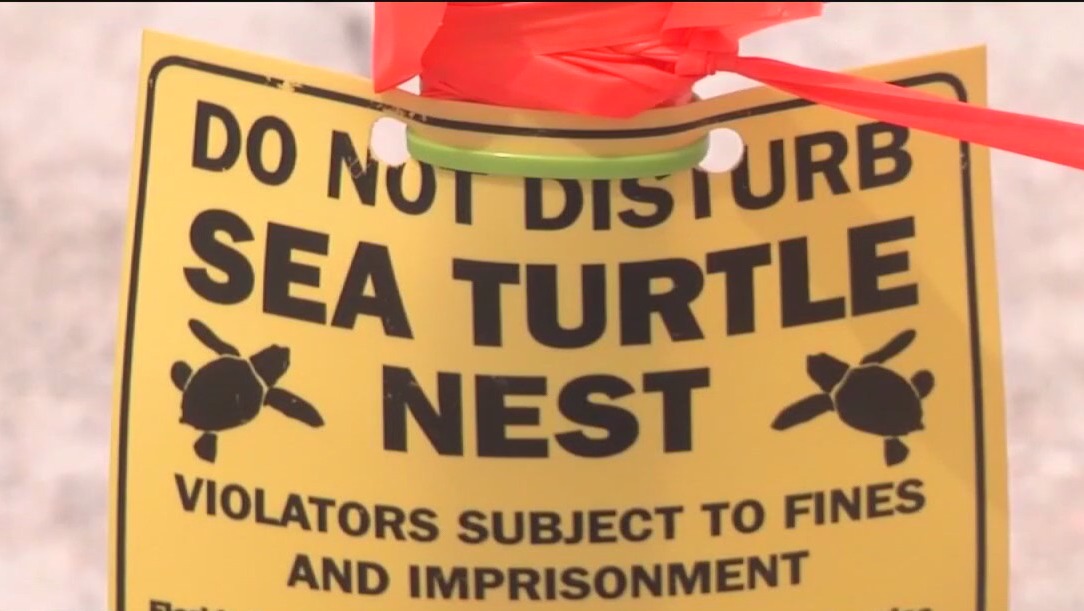 Mote touts sea turtle conservation success