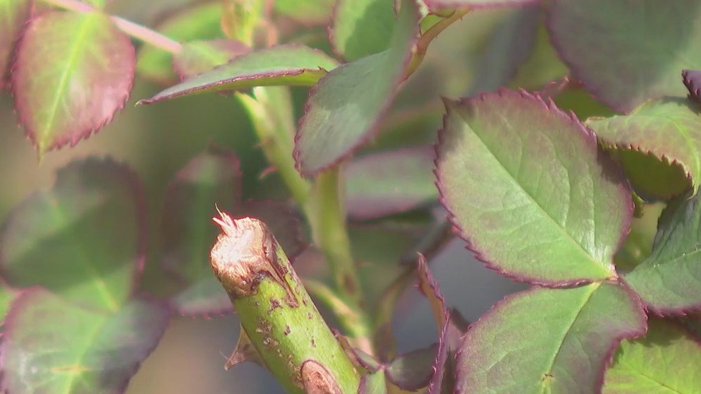Pruning tips from Pike Nurseries