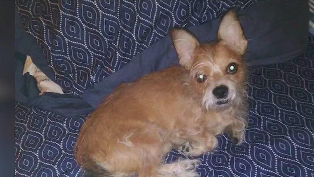Woman searching for her dog after being struck by vehicle in downtown LA