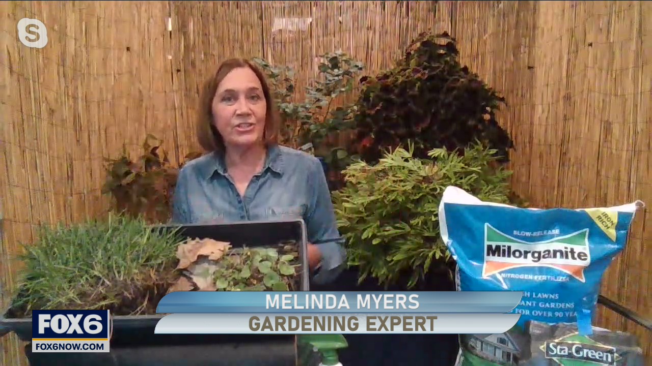 Rejuvenate your lawn after summer