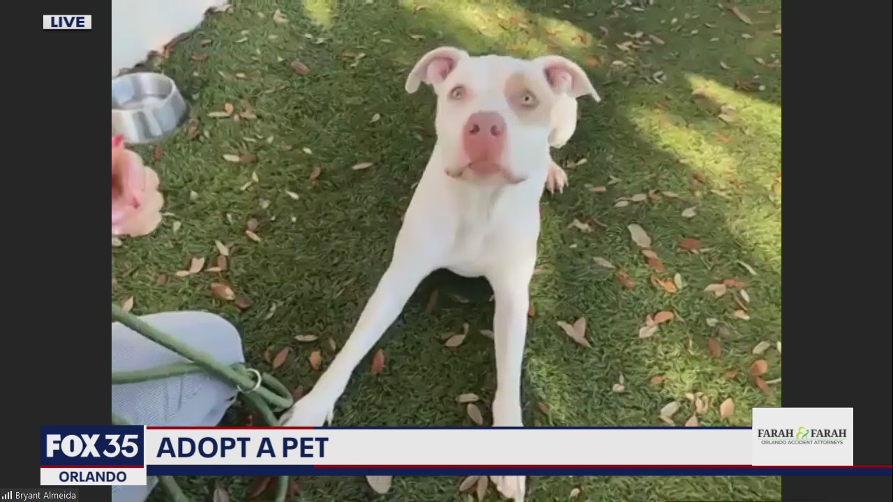 Adopt-A-Pet: Gerdie