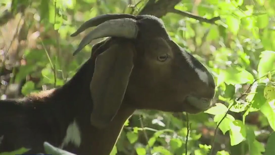 Gift a goat for great cause in Austin