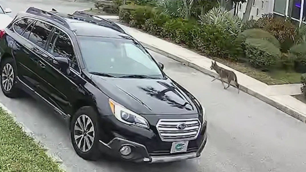 Winter Park residents report coyote sightings