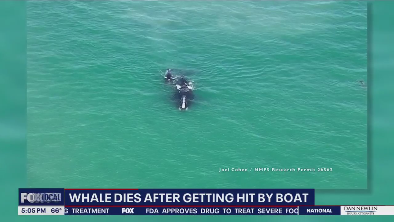 Right Whale calf killed off coast of Georgia