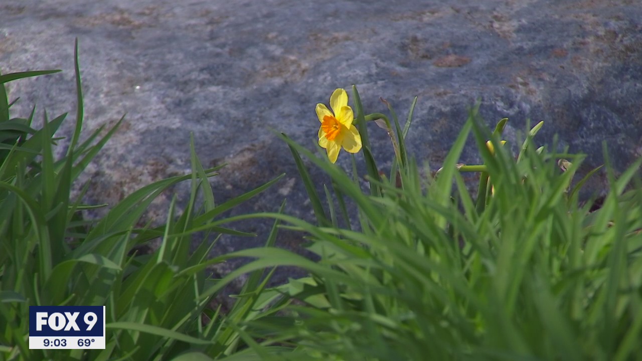 Allergies bothering you? It might be Minnesota's high pollen count
