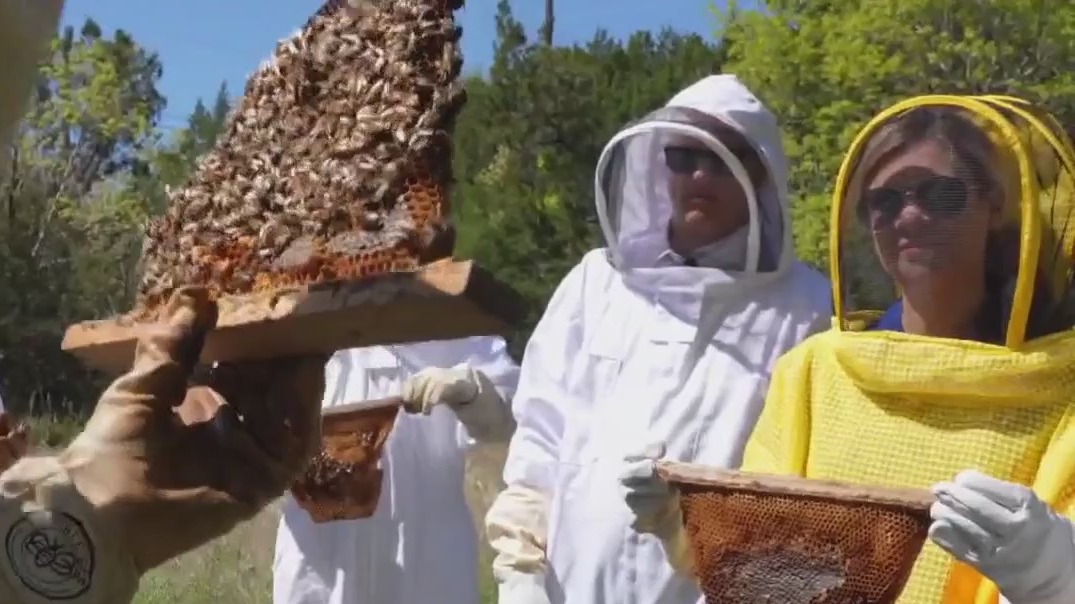 How bees help the ecosystem