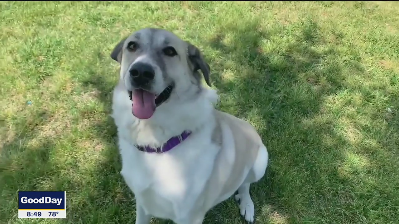 Dog of the Day: Harriette