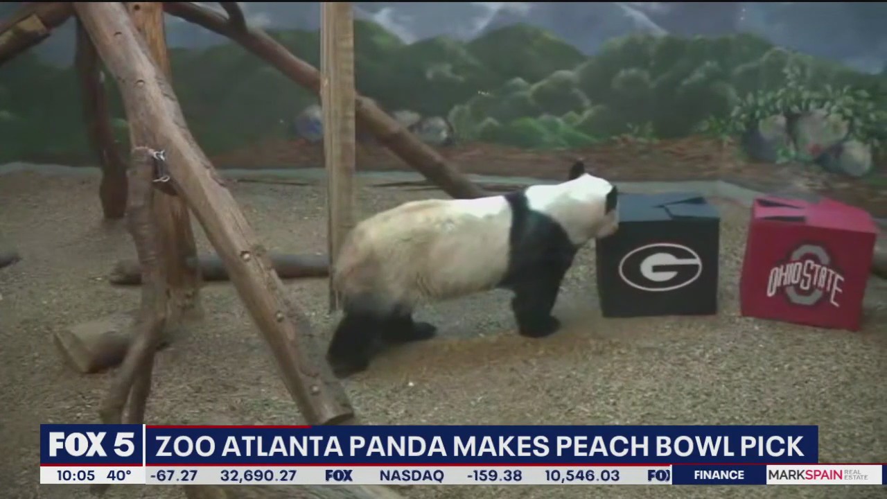 Zoo Atlanta giant panda makes Peach Bowl pick