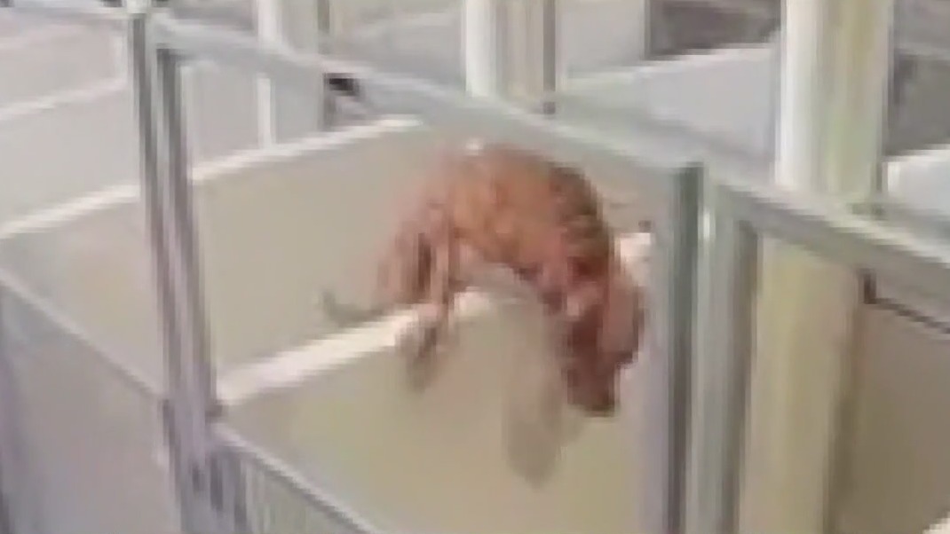 Dog jumps over cage to be with friend