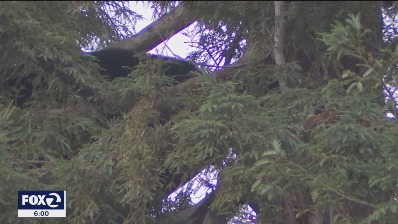 Bear in tree surprises Petaluma neighbors