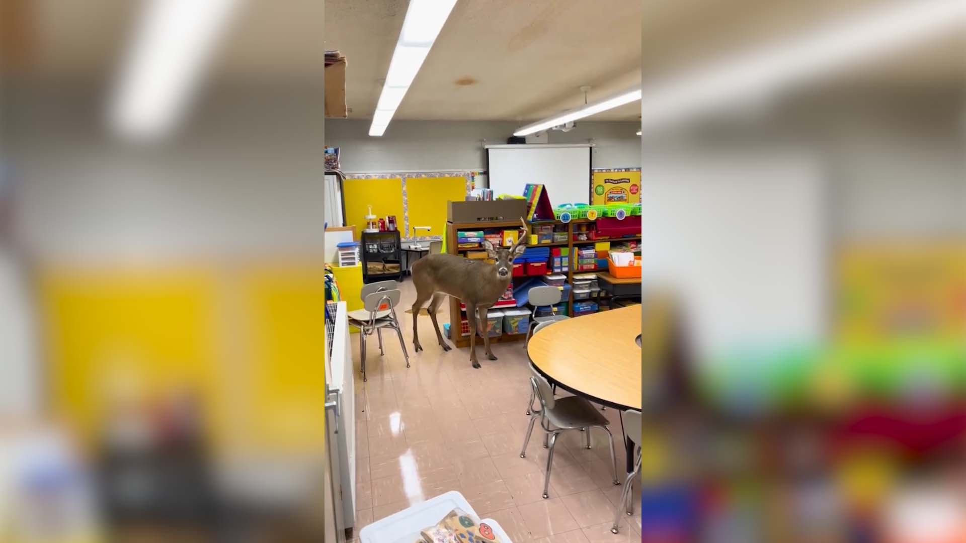 Young buck breaks into Tennessee elementary school