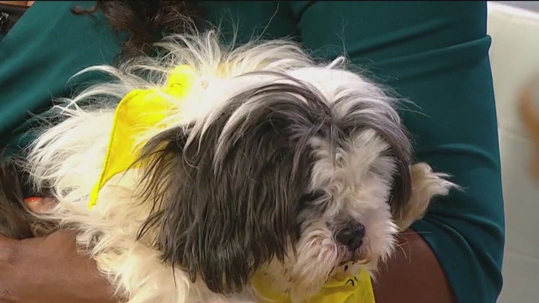 PAWS Chicago looking to find homes for senior pets as part of their Betty White Challenge